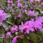 Enchanting Spring Package 2025 azalea