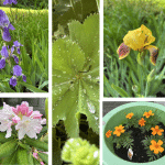 Building resilience somatically/ A pleasure meditation flowers in June